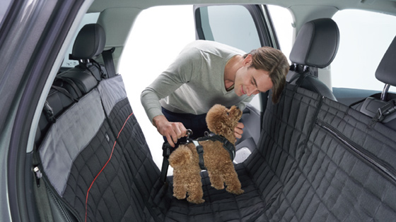 愛犬とのドライブに スタッフブログ Audi 神戸